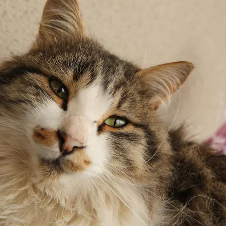 Dom wakacyjny Heaven House Kawala